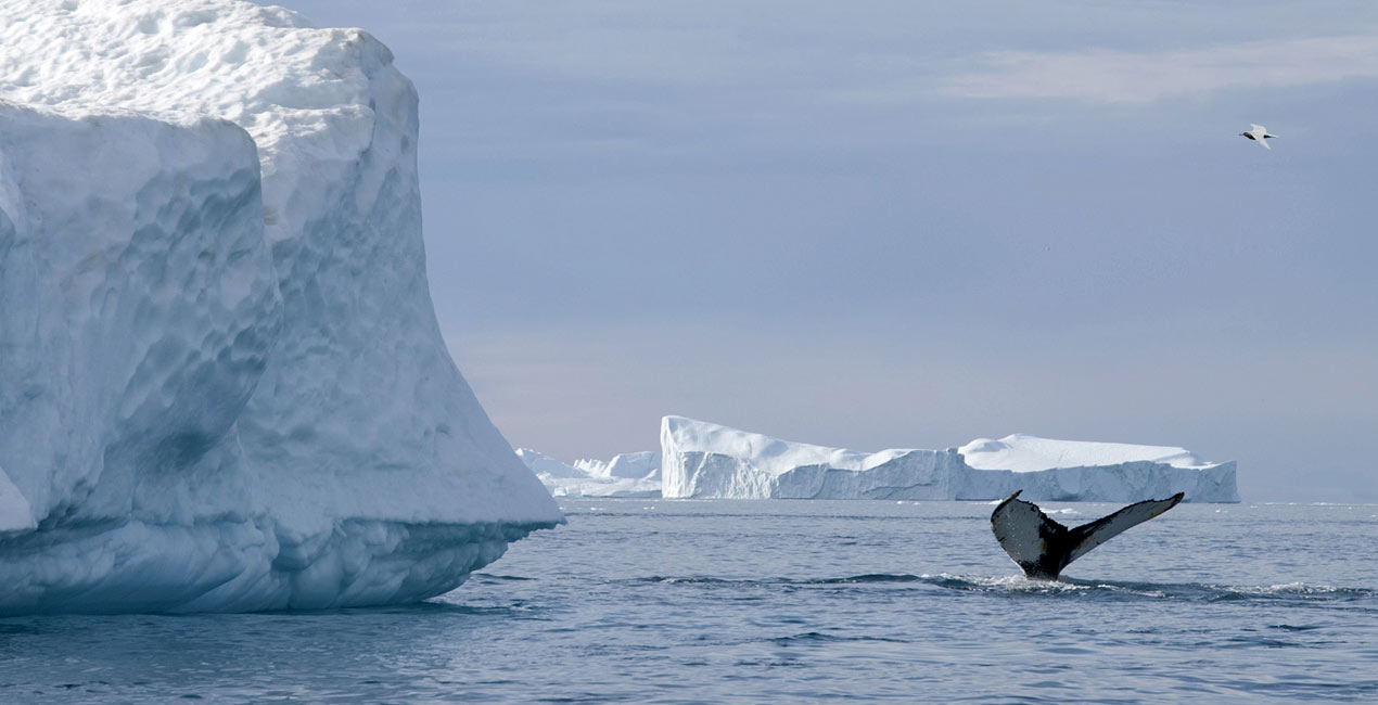 Eisberg bei Ilulissat